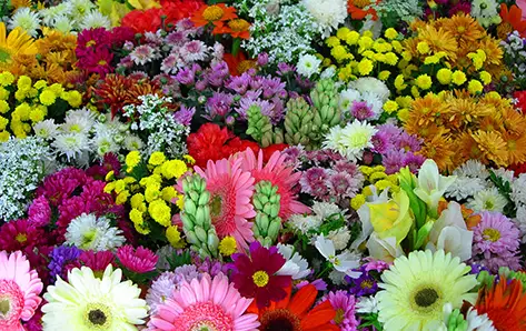 Flowers for All Occasion in Wilmington, NC - Verzaals Florist