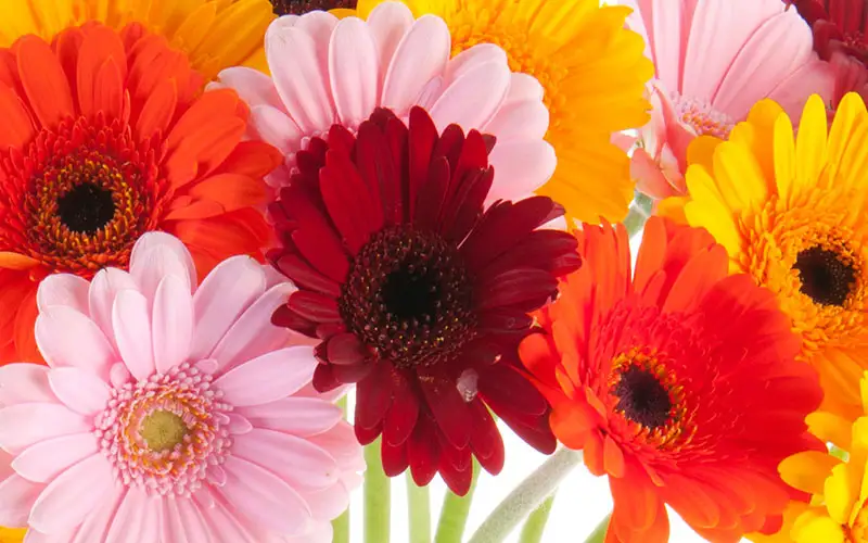 Get Well Flowers in Wilmington, NC - Verzaals Florist