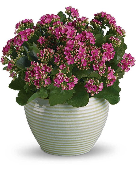 Kalanchoe Plant from Verzaals Florist and Events in Wilmington, NC