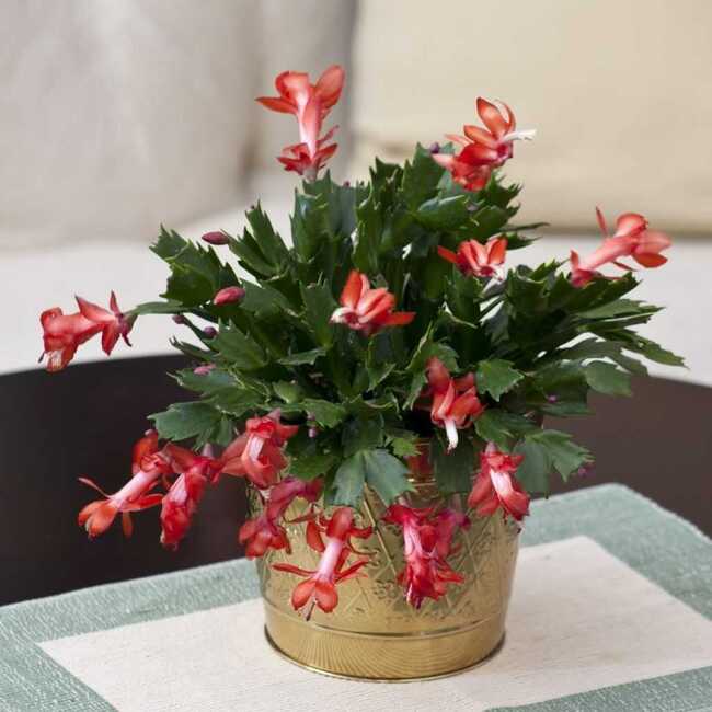 Christmas Cactus from Verzaals Florist and Events in Wilmington, NC