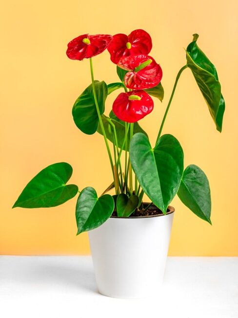 Anthurium Plant from Verzaals Florist and Events in Wilmington, NC