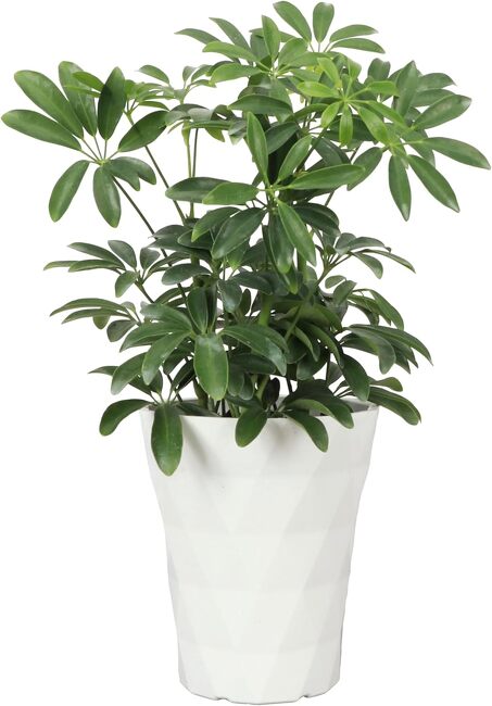 Schefflera Plant from Verzaals Florist and Events in Wilmington, NC